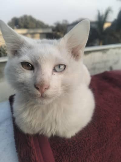 eye colour are different