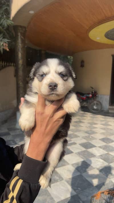 Golden and German and Husky Puppies for Sale Call