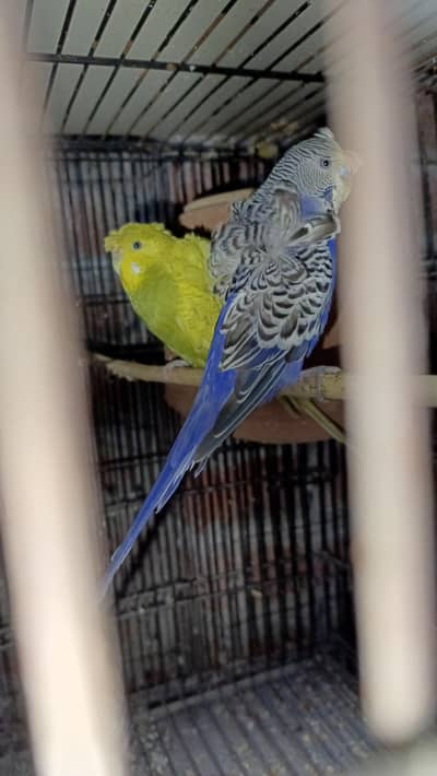 Hogoromo breeder pair  double flower