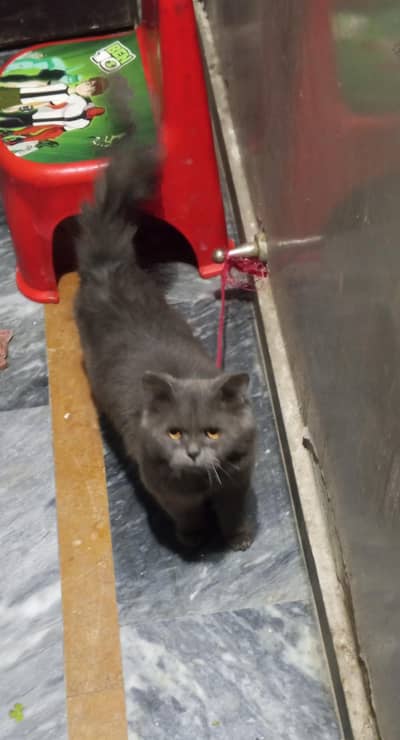 Persian mail cat for sale healthy and active