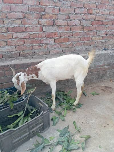 urgent sale karni hai dudh bhi deti hai jisko chahie vah number per ra