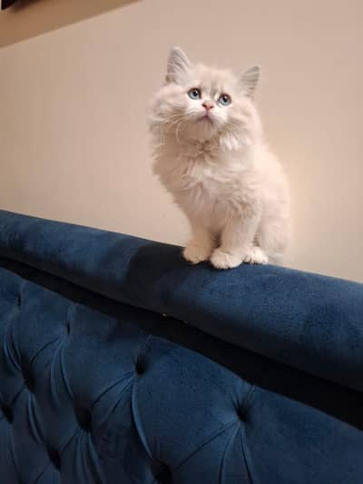 Persian Kittens for sale