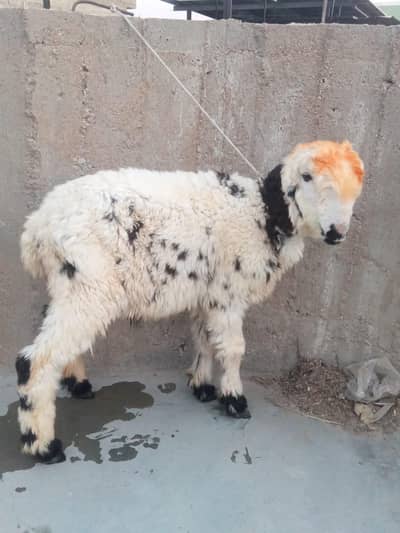 4 mahine ka dumba hi pura bahi bilkul okay hi dumba