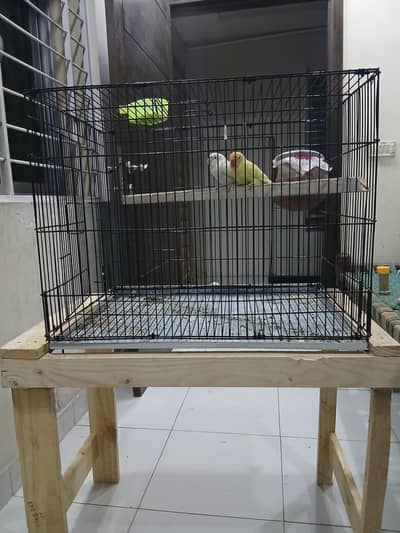 love birds with cage and wood stand