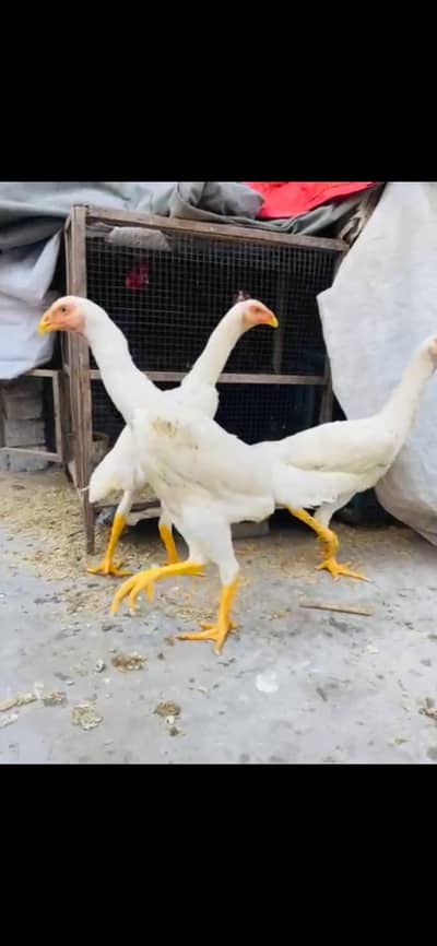 White king german shamo | White oh shamo | White king shamo |