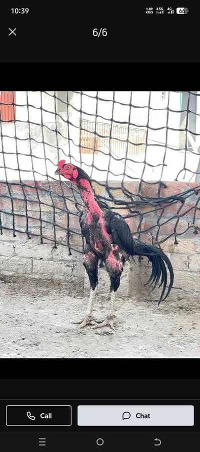 aseel veitnami and thai