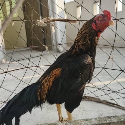 aseel murga for sale demand 10000 contact us 0349 5728986