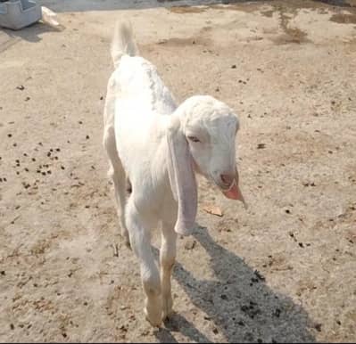 Bakra breeder quality 2month 03324262191