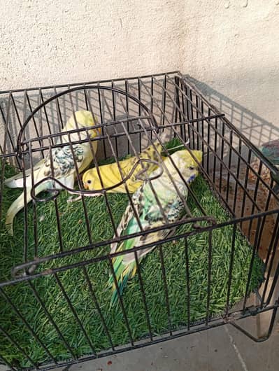 mix breeds TCB and common and split