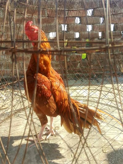 aseel Murga For Sale