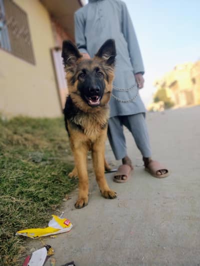 I am Selling My Jerman Shepherd female dog