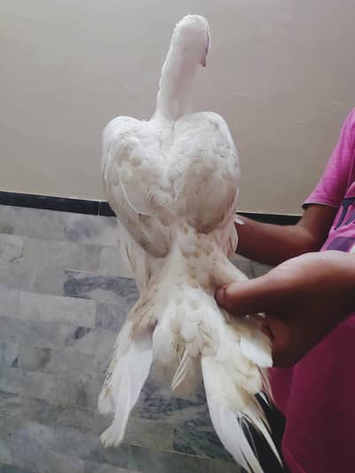 paper white heeri madi