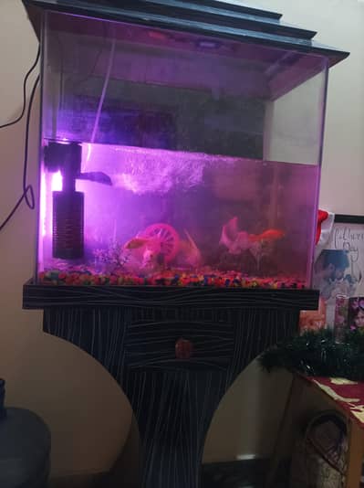 6 Gold Fish with Complete Aquarium Set