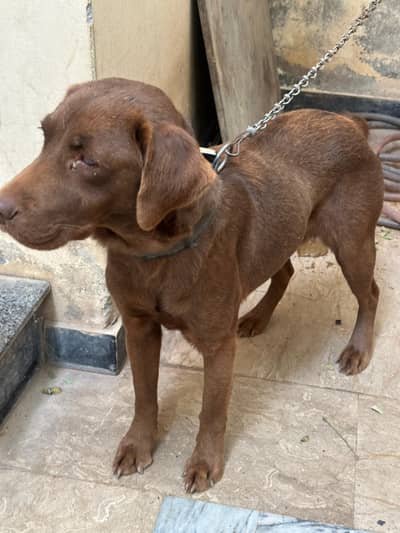 British Labrador pair for sale