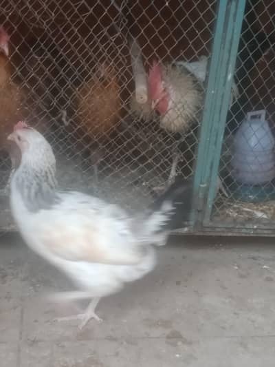 4 Golden misri murgya Anda vali