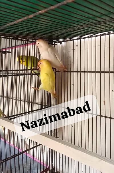 creamino to albino red to red love birds parrot