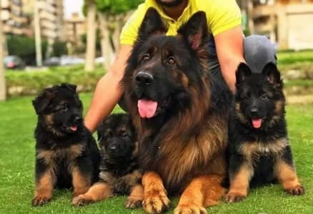 German shepherd puppies 03425655411