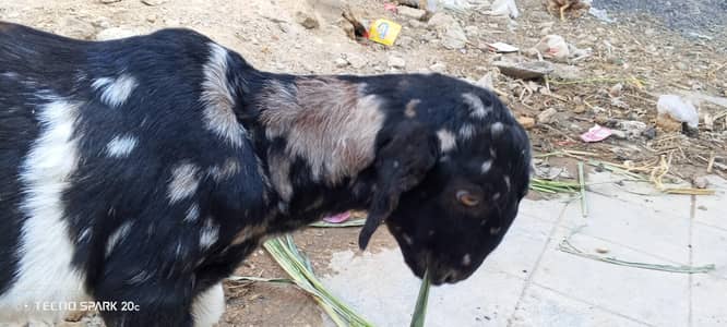 Sindhi bread goat 3 month baby