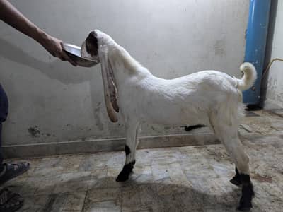 Kamuri Gulabi Bakra Male Bacha