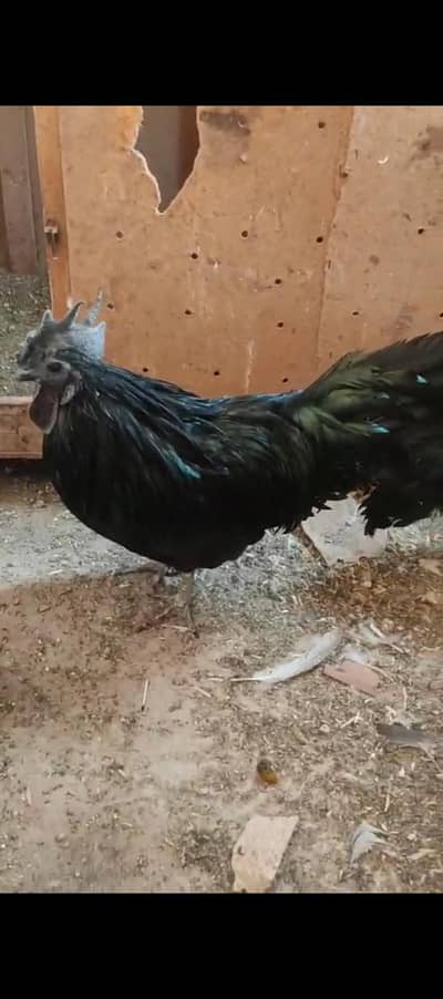 ayemcemani