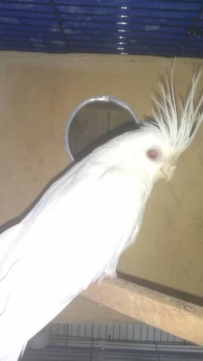 Eno cocktail pair & cream cocktail breeder pair bounded