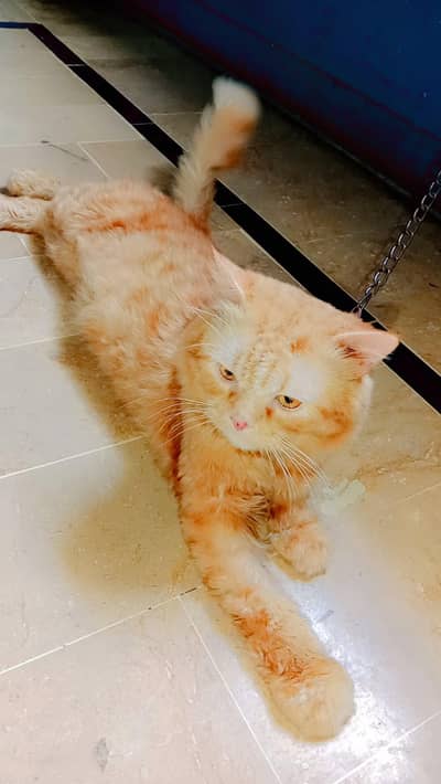 Beautiful Persian cat seeking a forever family. . . . !!