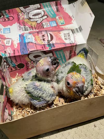 SUN CONURE MOTHER FEED LOCAL HOME BREED AVAILABLE.