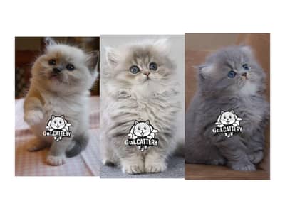 Persian British punch face piki face kitten cat available