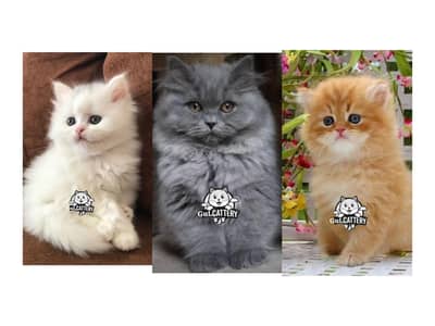 Persian British punch face piki face kitten cat available