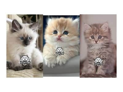 Persian British punch face piki face kitten cat available
