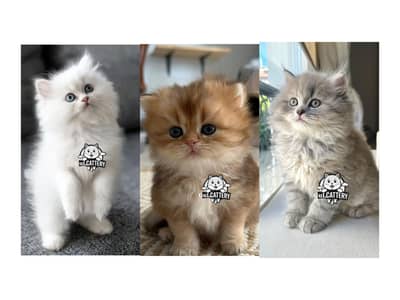 Persian British punch face piki face kitten cat available