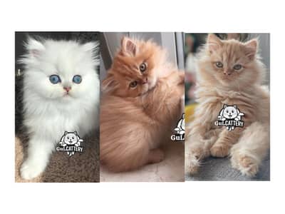 Persian British punch face piki face kitten cat available