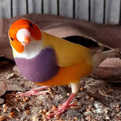 Gouldian yellow back male or Cutthroat breeder pair both in 20k