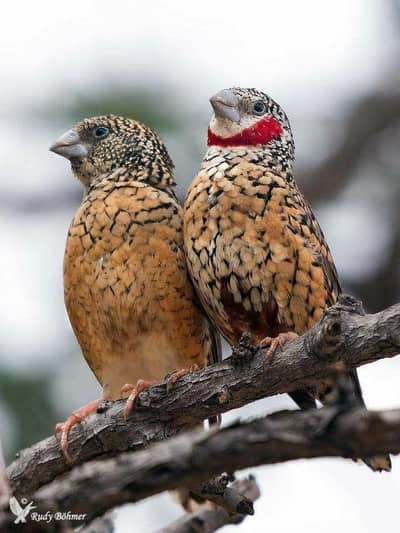 Gouldian yellow back male or Cutthroat breeder pair both in 20k