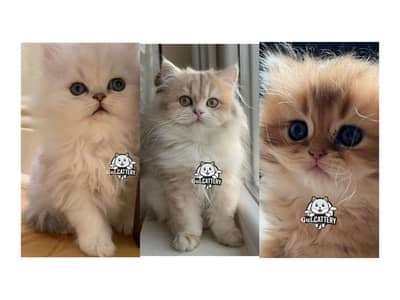 Persian British punch face piki face kitten cat available