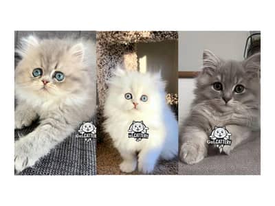 Persian British punch face piki face kitten cat available