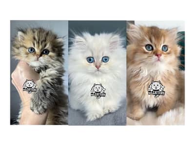 Persian British punch face piki face kitten cat available