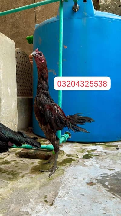 Thai Dragon 03004434771