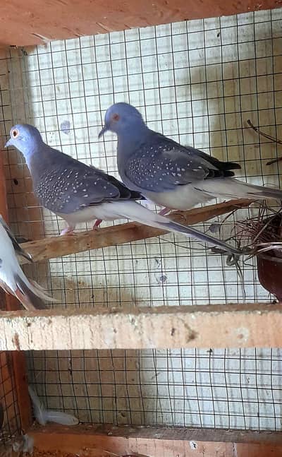 Diamond White tail Breeder 2 males just in 1800 urgent sale 3222088869