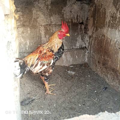 begum aseel pahta  location Karachi korangi