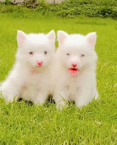Russian puppies 03425655411