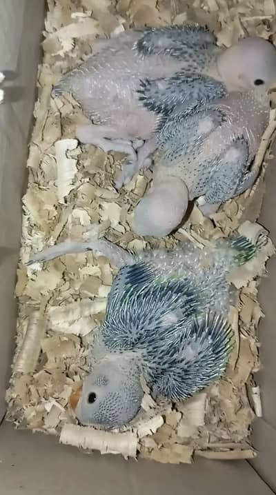 ringneck chicks age 25 days available for hand tame