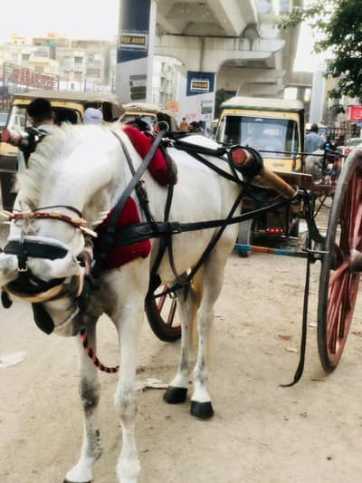 Karachi horse for sale