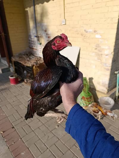 Mianwali Aseel Patha Black aur Laal Sheen