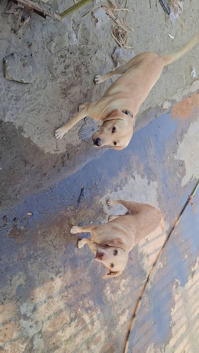 family dog very careful active