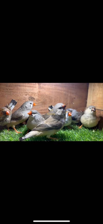English line Zebra finches exhibition size mutations