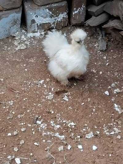 Aseel And Silkie Female For Sale