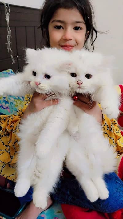 Persian cats