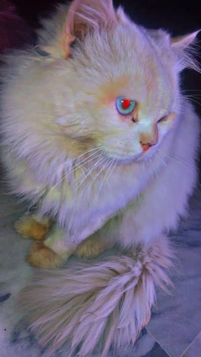 Lost Persion male cat