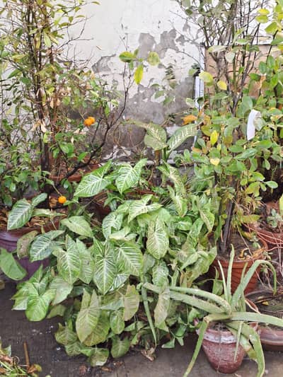 گھر میں تیار کئے ہوئے پودے گھر بچنے کی وجہ سے سیل کر رہا ہوں